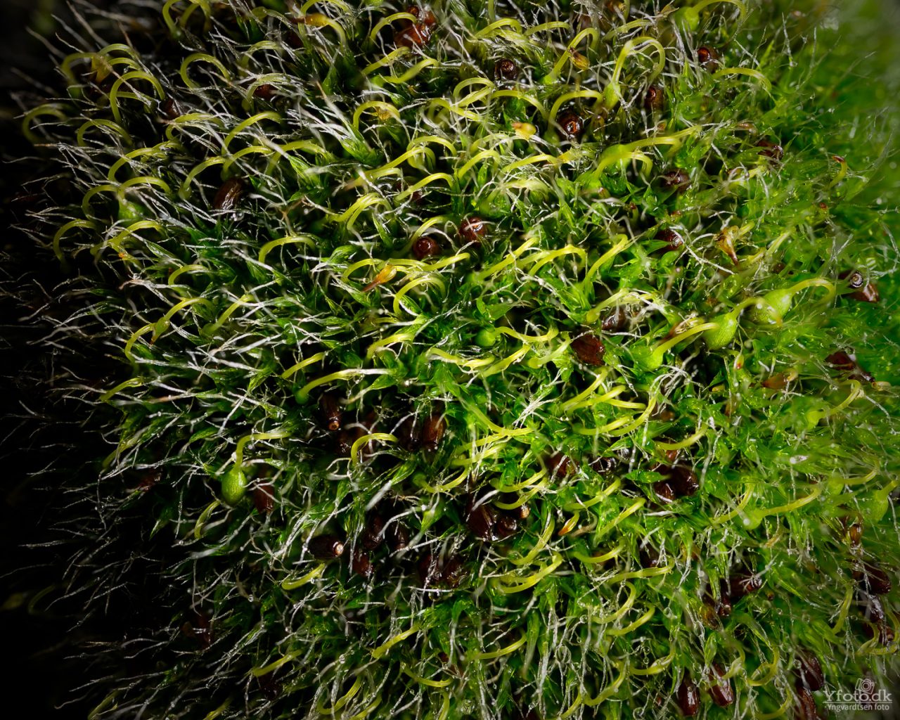 Naturen tæt på 2024 (Macro) 7 23HY10 MOS 0686