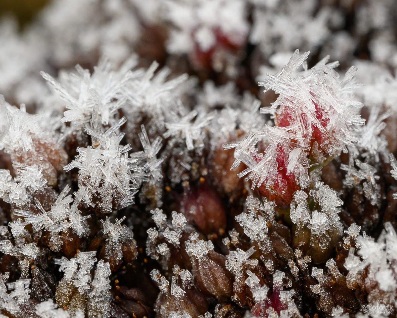 Naturen tæt på 2024 (Macro) 18 23HY11 1882