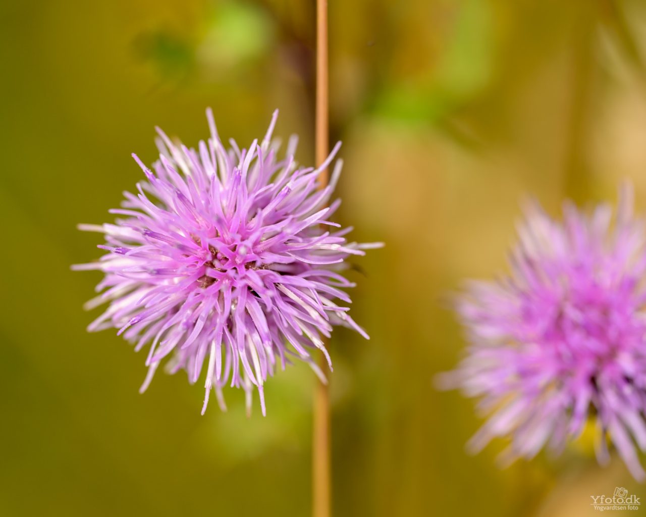 Naturen tæt på 2024 (Macro) 9 24HY07 7667