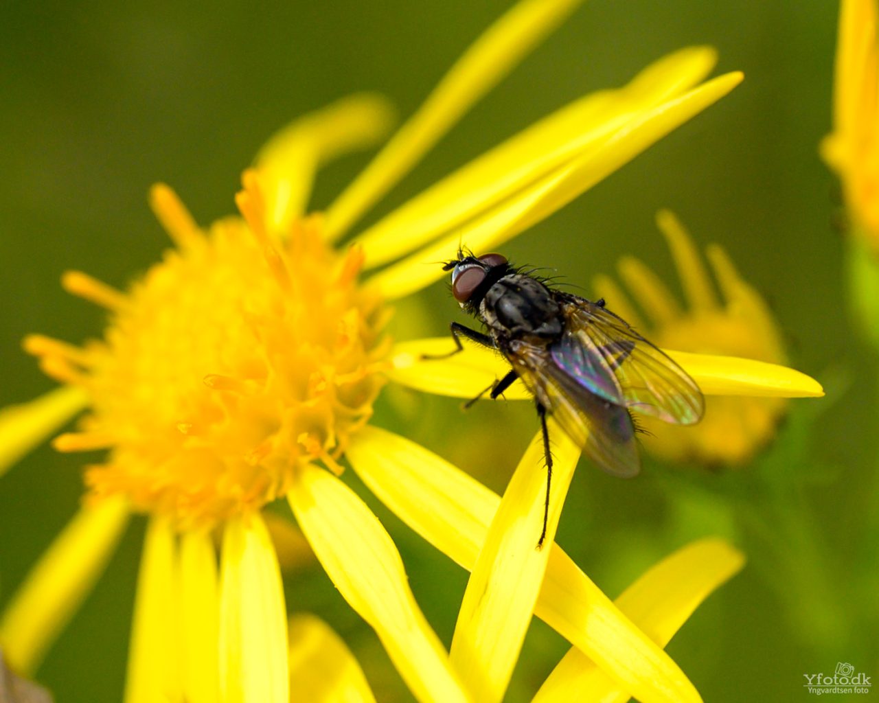Naturen tæt på 2024 (Macro) 16 24HY07 7687