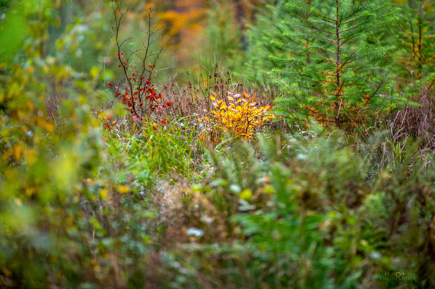 Fototur Årup skov