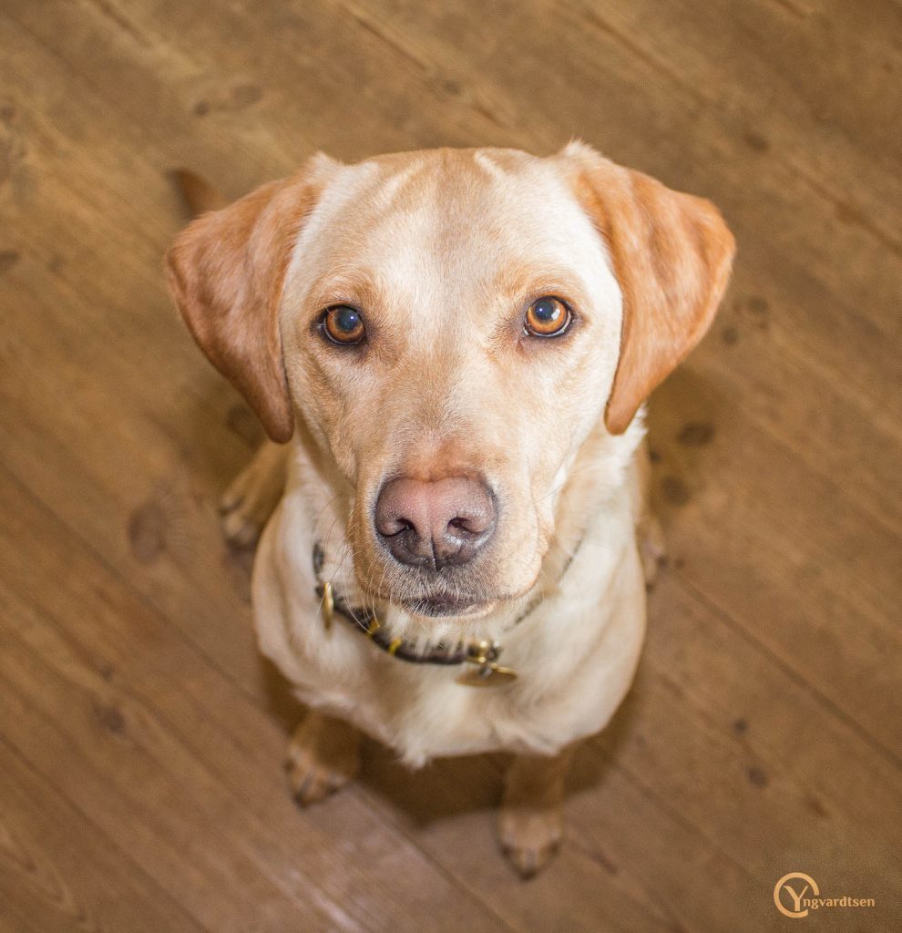 Hund Laika 6021