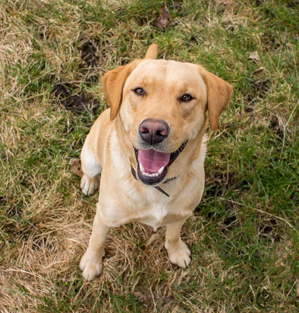 Hund Rolf 6365