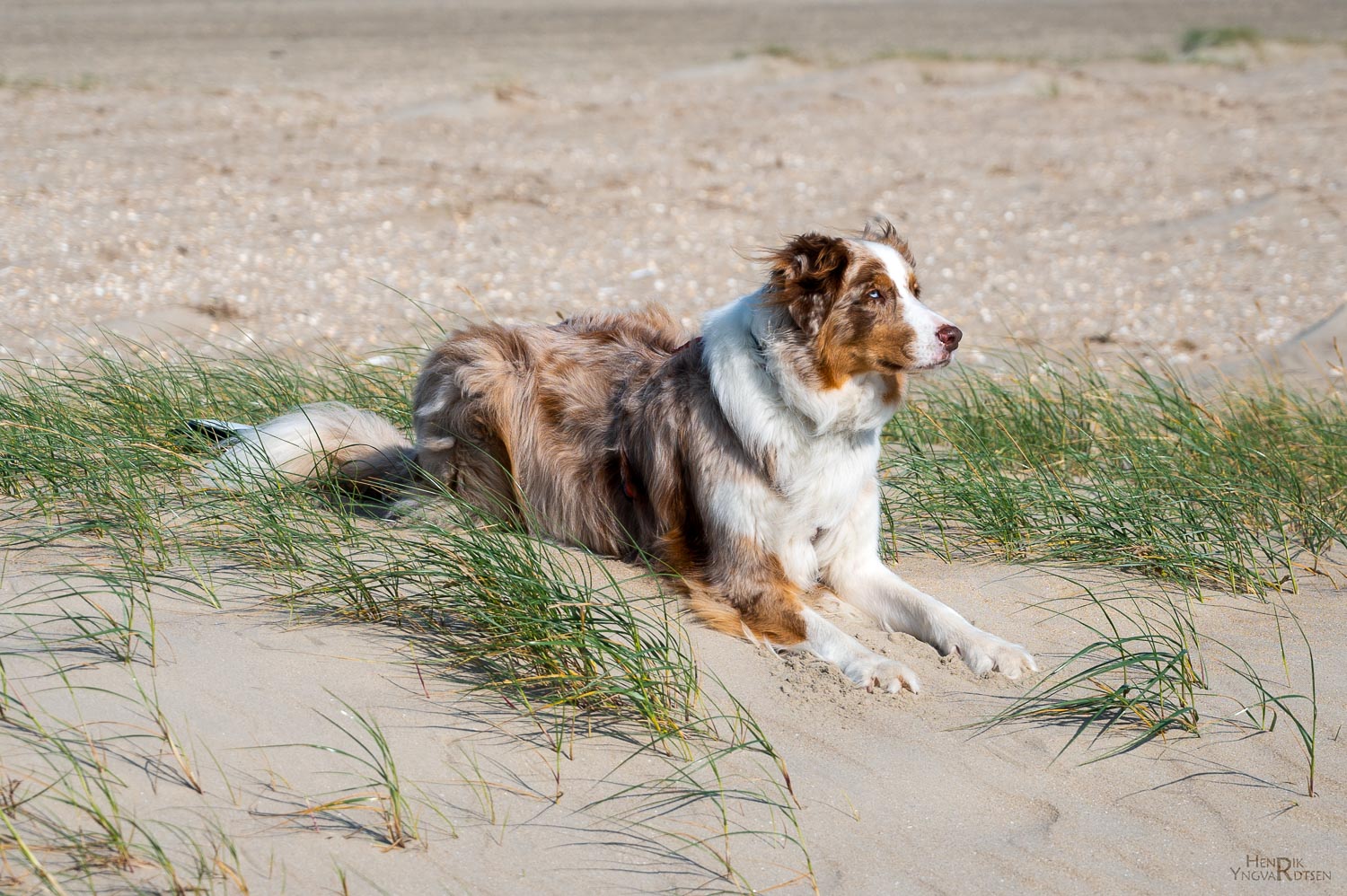 Hund paa strand 0549