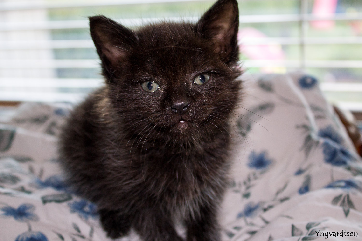 Kattekilling yfoto 1