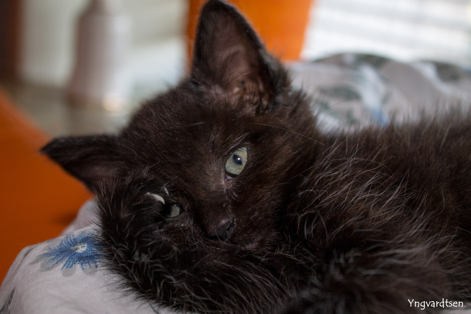 Kattekilling yfoto 3