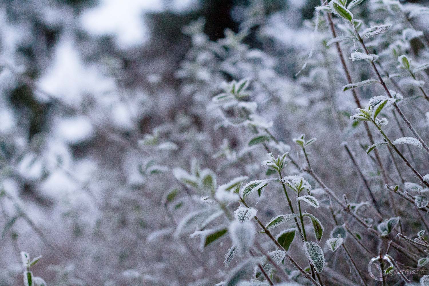 Natur 7436