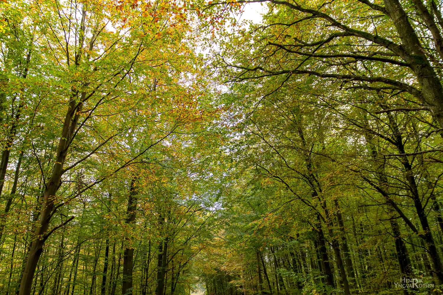 Efterår 2022 66 Natur sdrskov 2139
