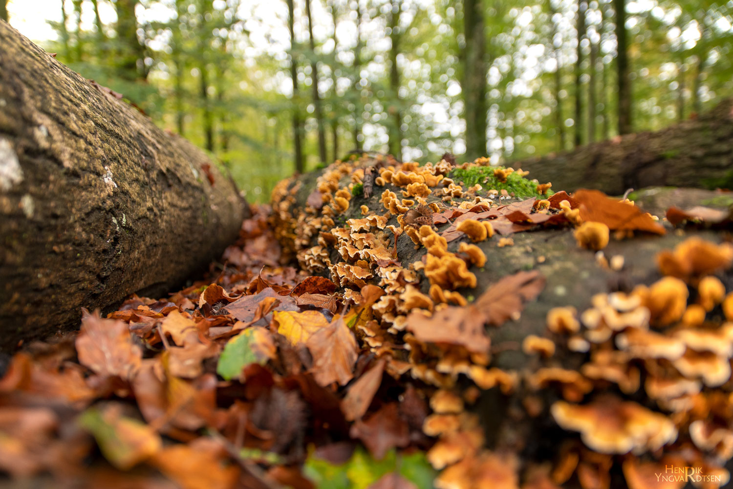 Efterår 2022 65 Natur sdrskov 2154