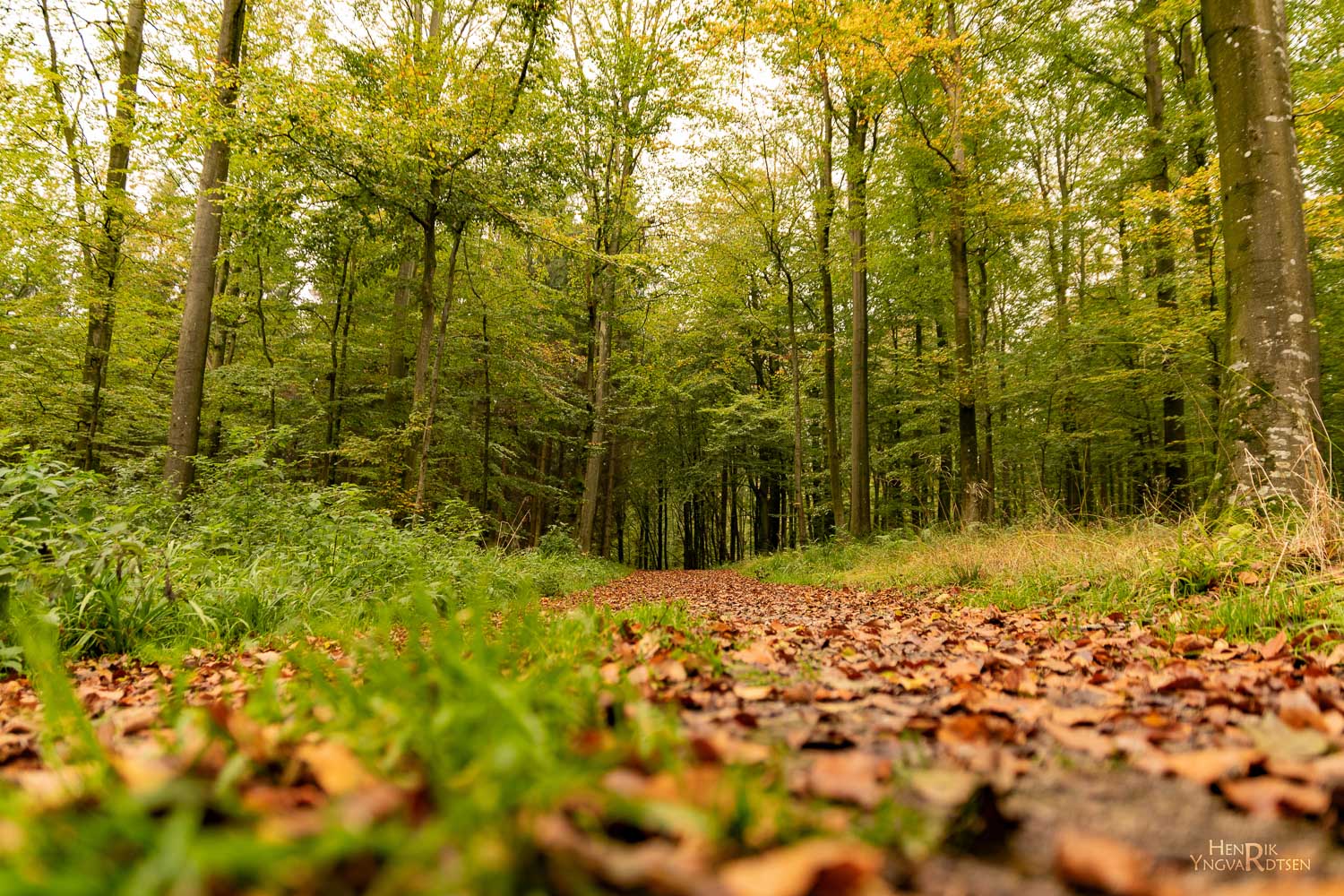Efterår 2022 64 Natur sdrskov 2168