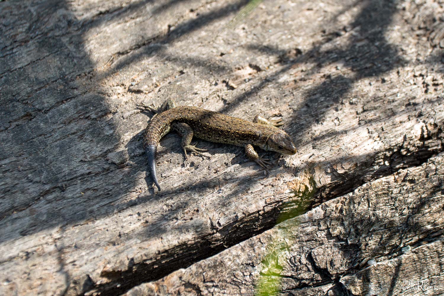 Salamander 5658
